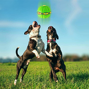 Flying Saucer Dog Ball