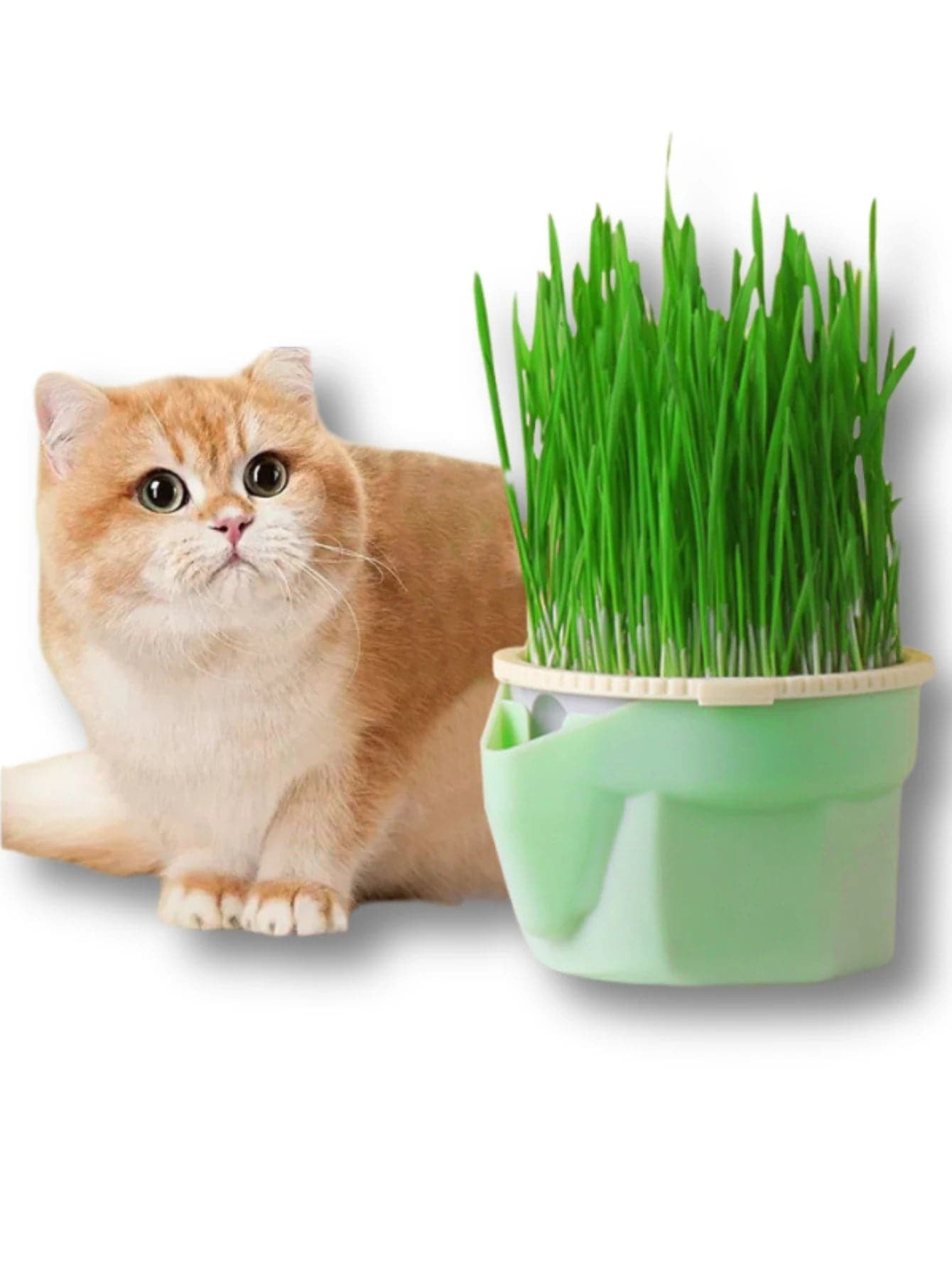 Cat Grass Cultivation Cup - Petsofsweden