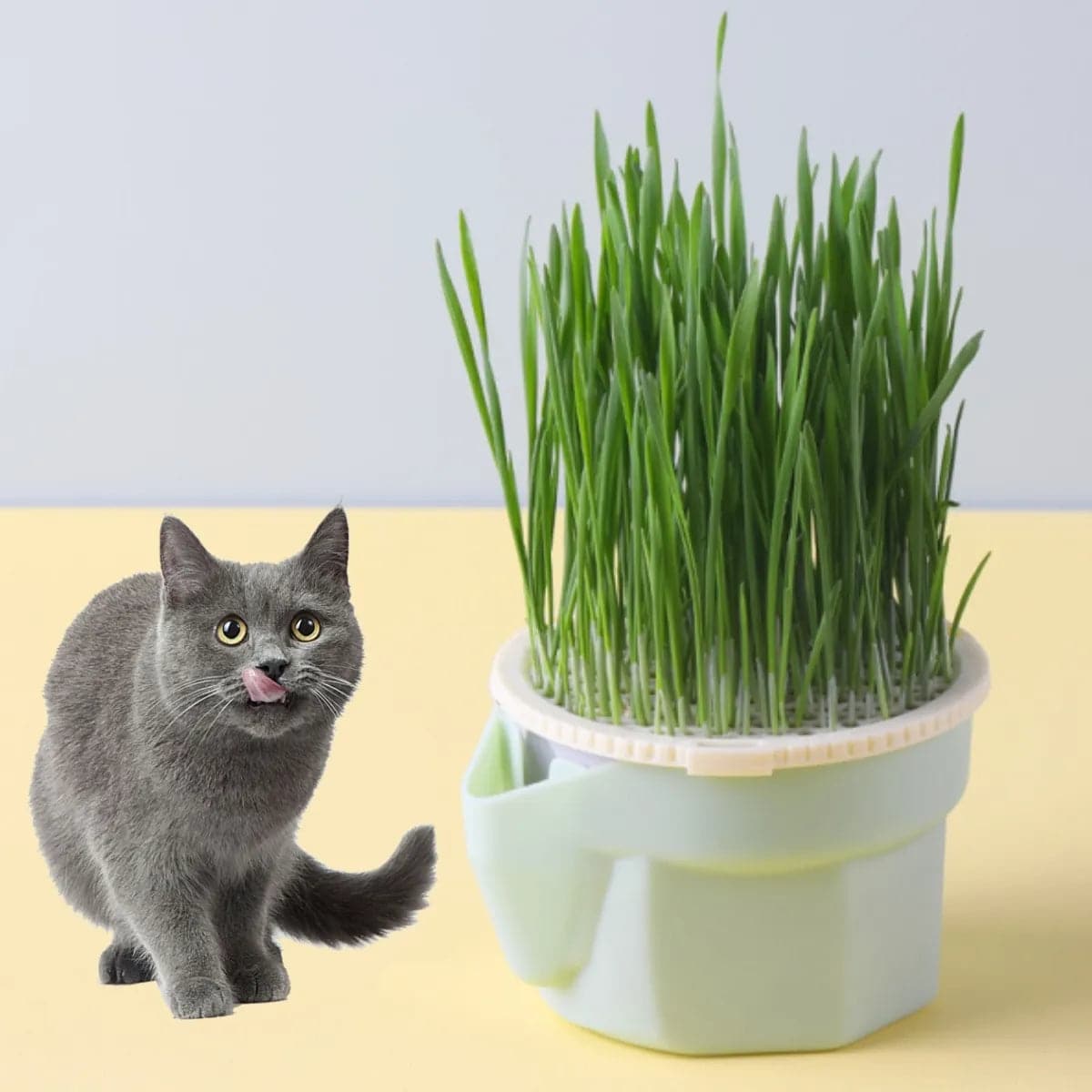 Cat Grass Cultivation Cup - Petsofsweden